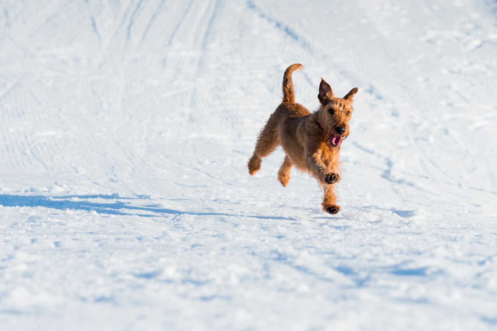A happy brown dog bounds across a snowy mountain field.