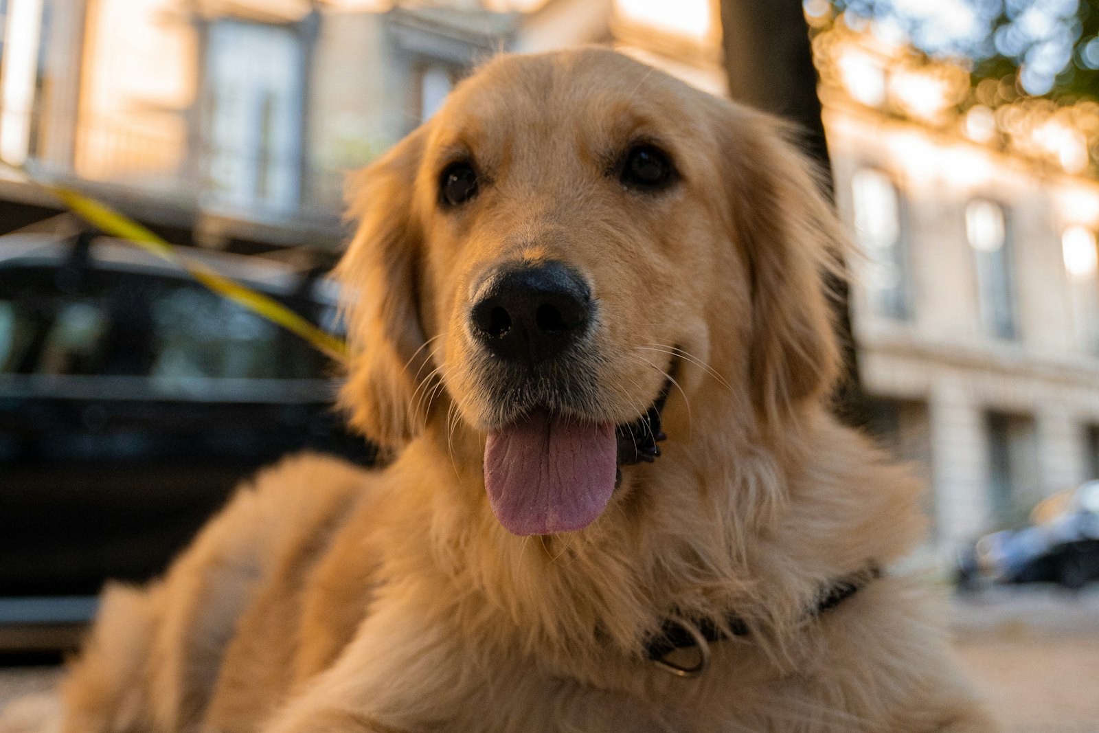 A golden retriever puppy sits outdoors in daylight.