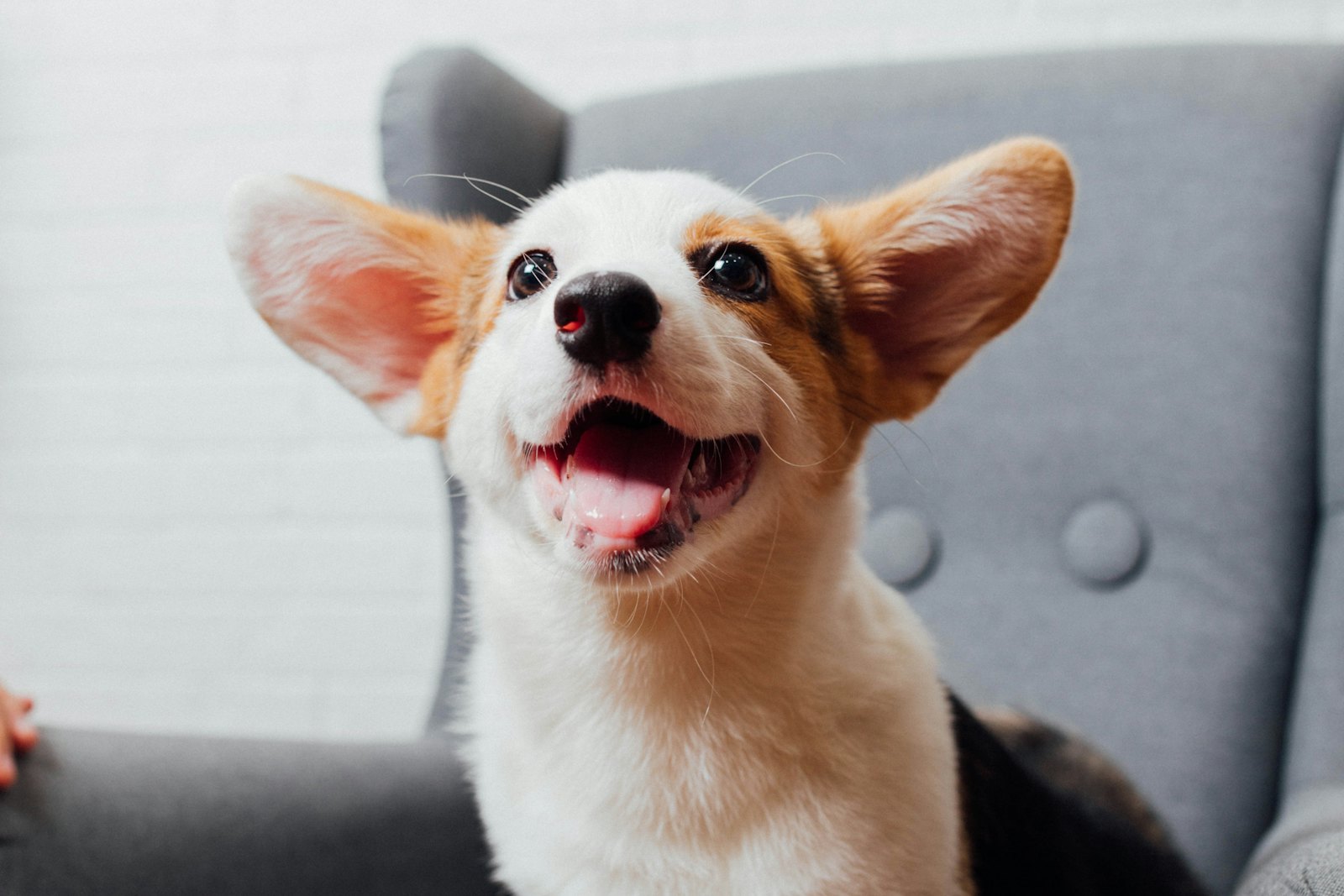A happy corgi puppy with big ears smiles from a gray armchair.