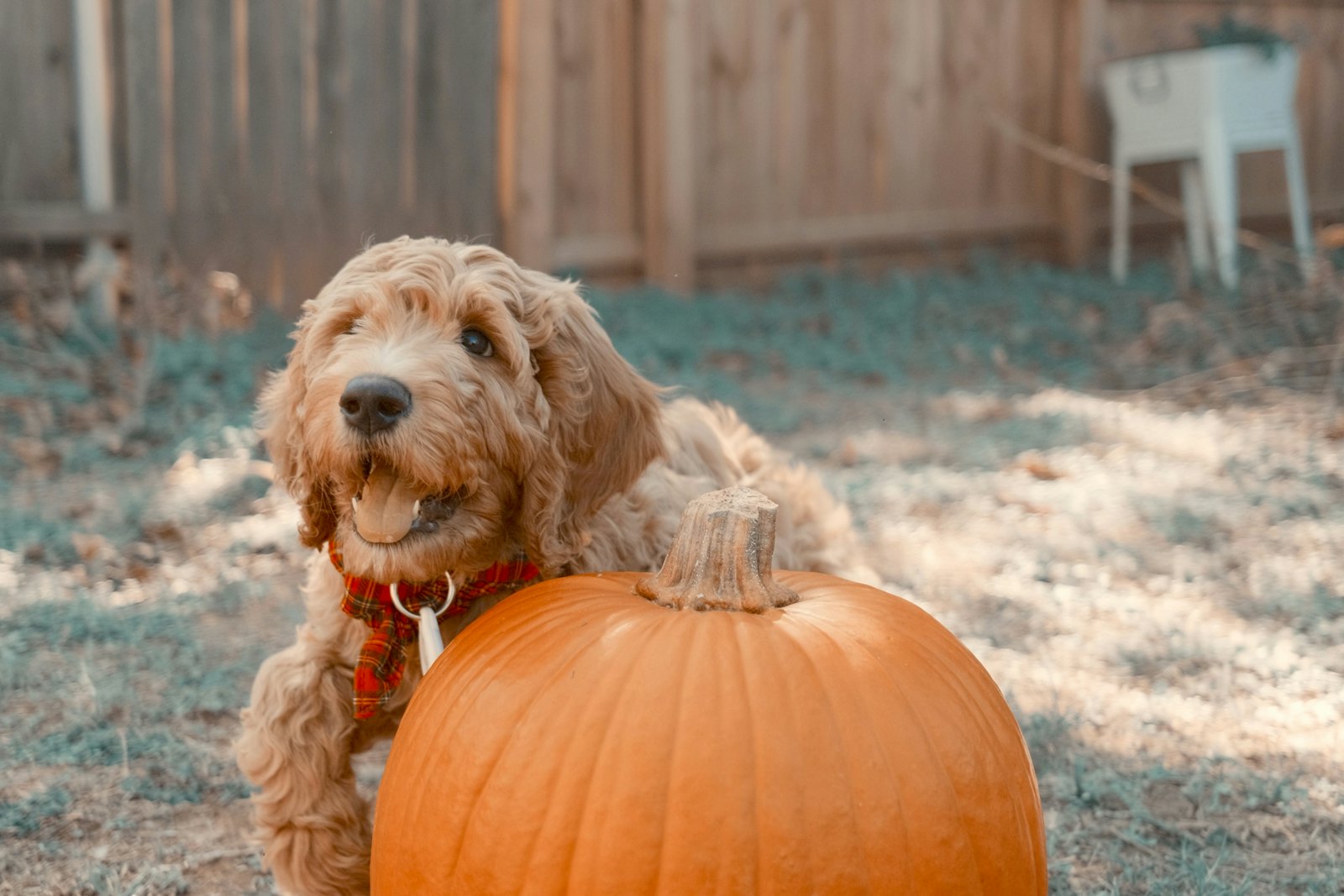 A goldendoodle puppy sits on top of a large pumpkin.