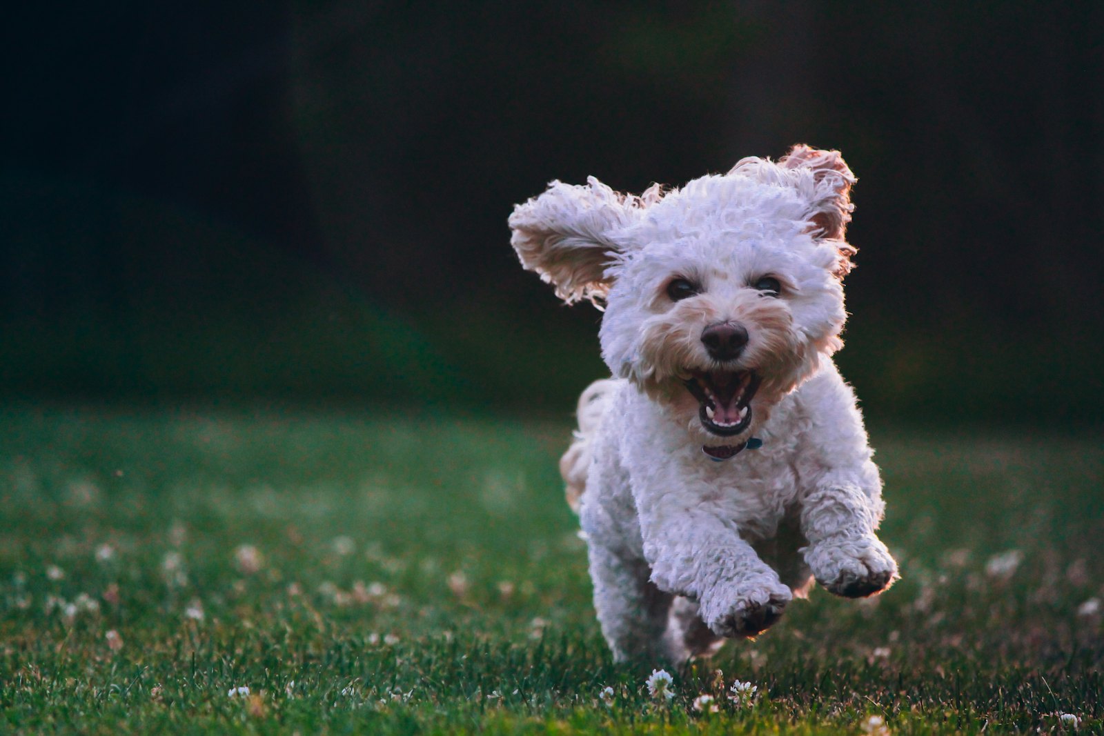 A fluffy white puppy runs happily across a green park lawn.